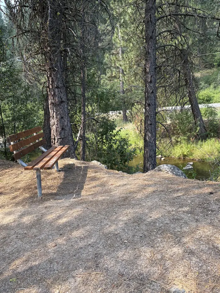 A wooden bench set among tall pines on the bank above the creek.