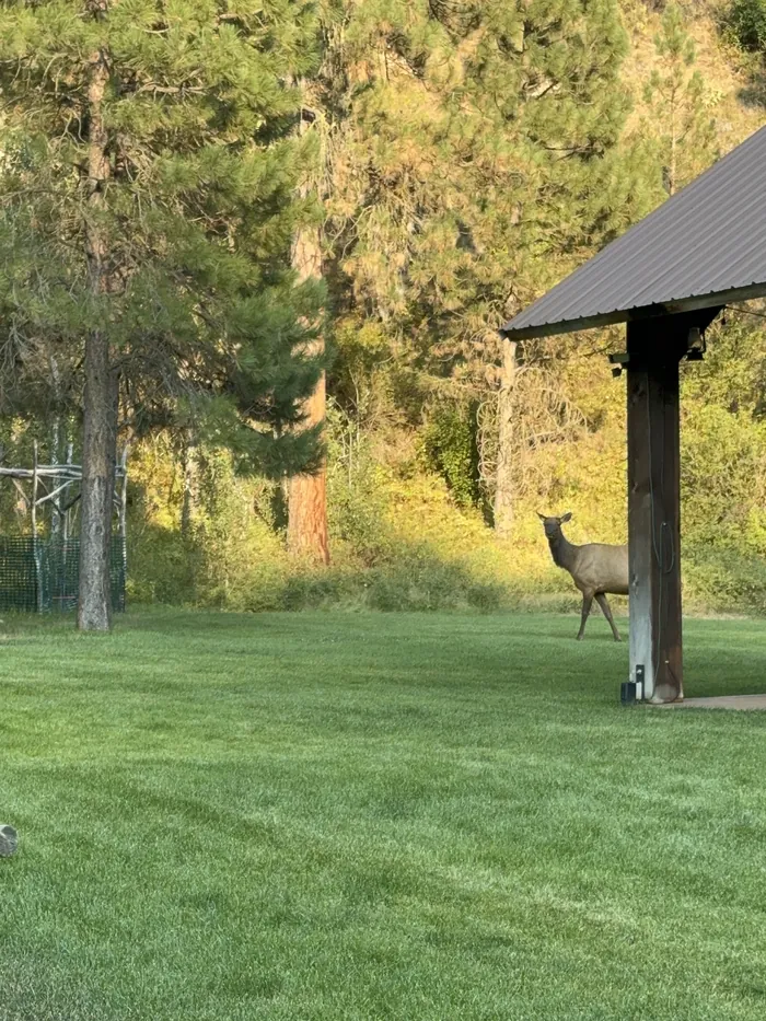 A cow elk pausing at the corner of the pavilion lawn in golden evening light.