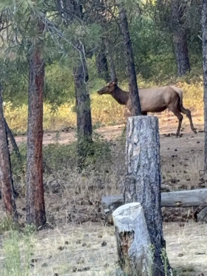 An elk wandering through open pine forest at the edge of the property in late-summer grass.