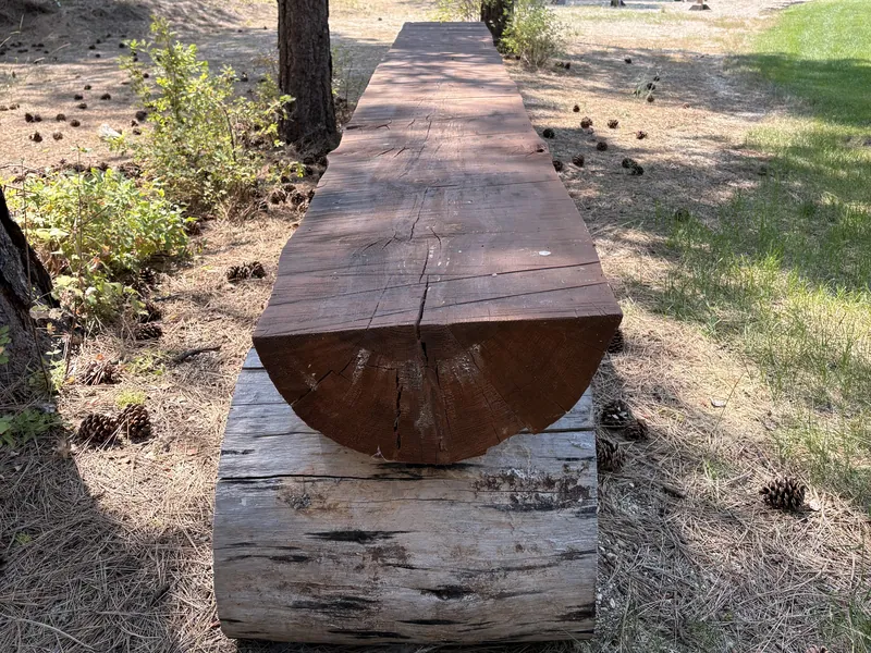 A long hewn-log serving table stretching away through open pine forest.