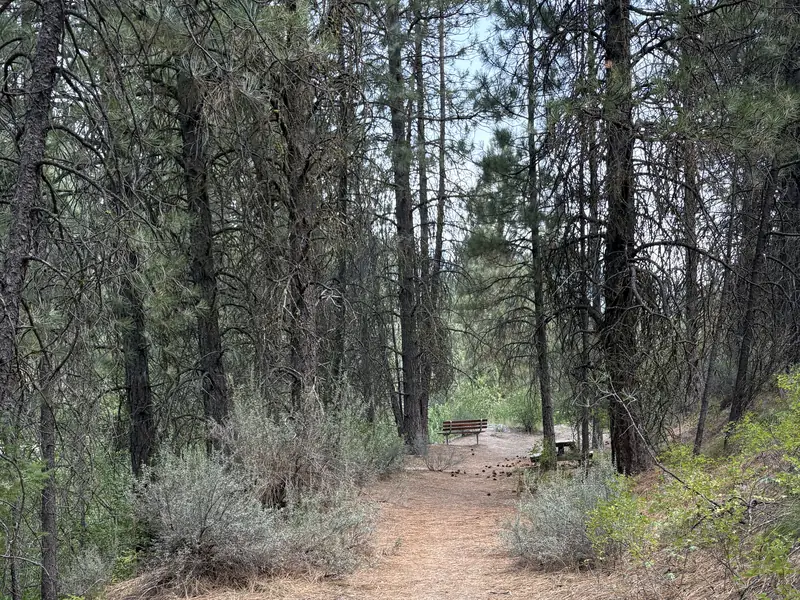 A dirt footpath winding between tall ponderosa pines toward a bench in the trees.